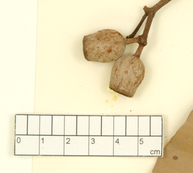 APII jpeg image of Corymbia latifolia x novoguinensis  © contact APII