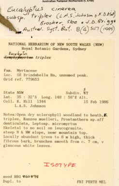 APII jpeg image of Eucalyptus cinerea subsp. triplex  © contact APII