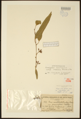 APII jpeg image of Eucalyptus tereticornis subsp. mediana  © contact APII