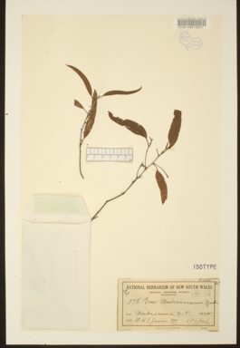 APII jpeg image of Eucalyptus umbrawarrensis  © contact APII