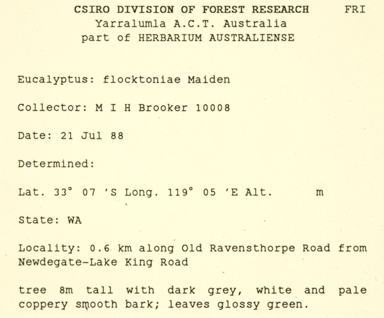 APII jpeg image of Eucalyptus urna  © contact APII