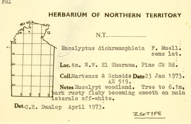 APII jpeg image of Corymbia dichromophloia x latifolia  © contact APII