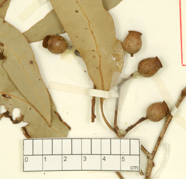 APII jpeg image of Corymbia dichromophloia x latifolia  © contact APII