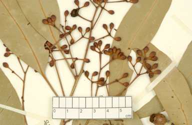 APII jpeg image of Corymbia dichromophloia x latifolia  © contact APII