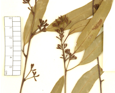 APII jpeg image of Eucalyptus virens  © contact APII