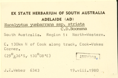 APII jpeg image of Eucalyptus vokesensis  © contact APII