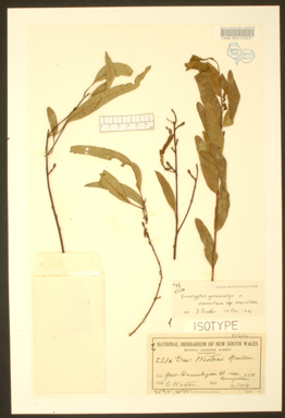 APII jpeg image of Eucalyptus goniocalyx x mannifera  © contact APII