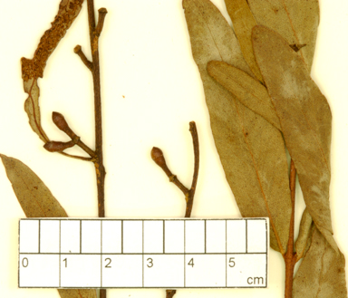 APII jpeg image of Eucalyptus goniocalyx x mannifera  © contact APII