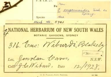 APII jpeg image of Eucalyptus eugenioides  © contact APII