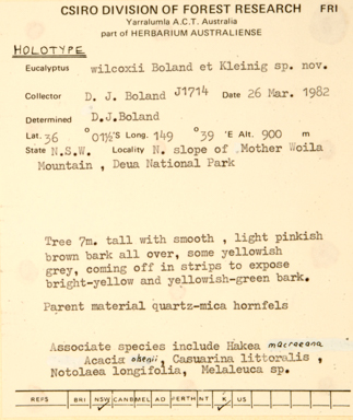 APII jpeg image of Eucalyptus wilcoxii  © contact APII