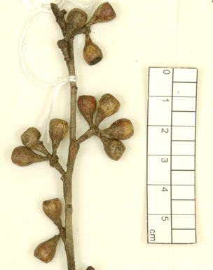 APII jpeg image of Eucalyptus willisii subsp. falciformis  © contact APII