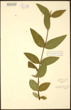 APII jpeg image of Eucalyptus willisii subsp. falciformis  © contact APII