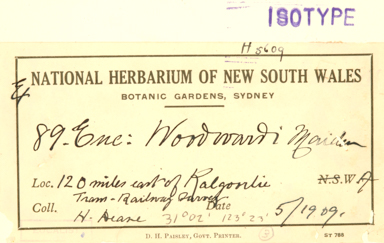 APII jpeg image of Eucalyptus woodwardii  © contact APII