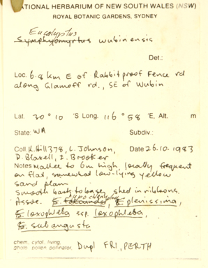 APII jpeg image of Eucalyptus wubinensis  © contact APII