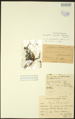 APII jpeg image of Eucalyptus youmanii x stellulata  © contact APII