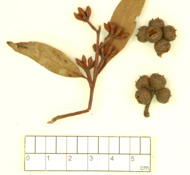 APII jpeg image of Eucalyptus youmanii x stellulata  © contact APII