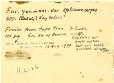 APII jpeg image of Eucalyptus youmanii x stellulata  © contact APII