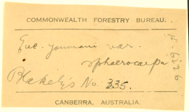 APII jpeg image of Eucalyptus youmanii x stellulata  © contact APII