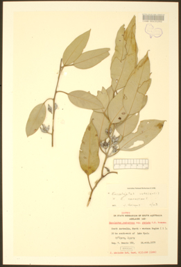 APII jpeg image of Eucalyptus vokesensis x canescens  © contact APII