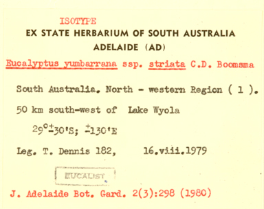 APII jpeg image of Eucalyptus vokesensis x canescens  © contact APII