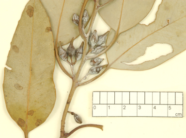 APII jpeg image of Eucalyptus vokesensis x canescens  © contact APII