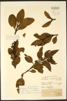 APII jpeg image of Eucalyptus pleurocarpa - extrica  © contact APII