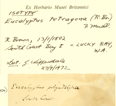 APII jpeg image of Eucalyptus pleurocarpa - extrica  © contact APII