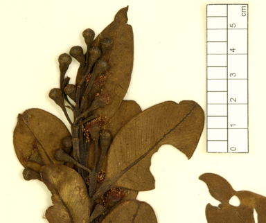 APII jpeg image of Eucalyptus pleurocarpa - extrica  © contact APII