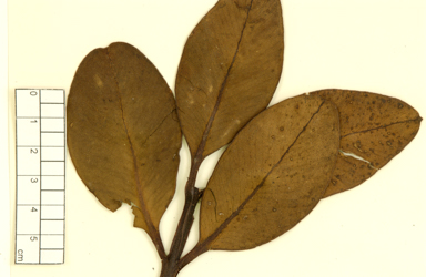 APII jpeg image of Eucalyptus pleurocarpa - extrica  © contact APII