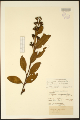 APII jpeg image of Eucalyptus pleurocarpa - extrica  © contact APII