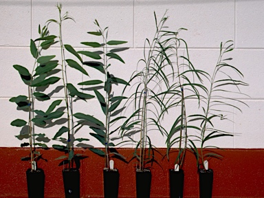 APII jpeg image of Eucalyptus ?  © contact APII