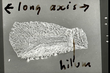 APII jpeg image of Eucalyptus tereticornis  © contact APII