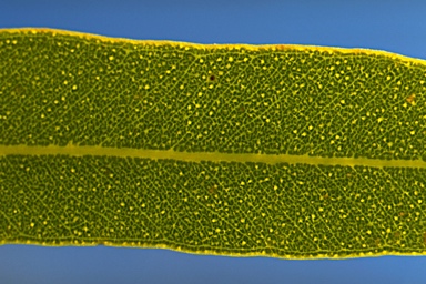 APII jpeg image of Eucalyptus mannensis subsp. mannensis  © contact APII