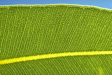 APII jpeg image of Corymbia haematoxylon  © contact APII