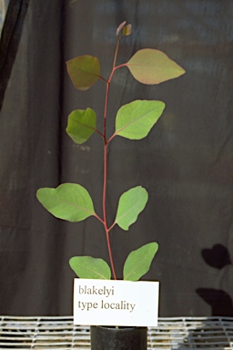 APII jpeg image of Eucalyptus blakelyi  © contact APII