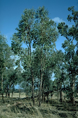 APII jpeg image of Eucalyptus dealbata  © contact APII