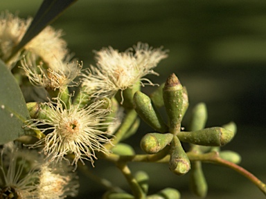 APII jpeg image of Eucalyptus albopurpurea  © contact APII