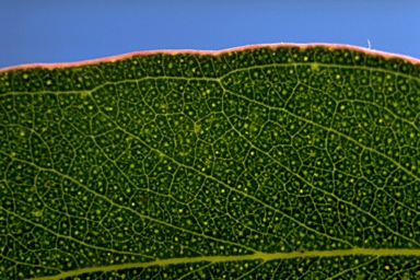 APII jpeg image of Eucalyptus cadens  © contact APII