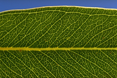 APII jpeg image of Eucalyptus camaldulensis ?  © contact APII