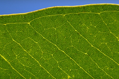 APII jpeg image of Eucalyptus conglomerata  © contact APII