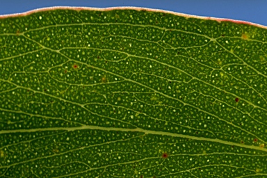 APII jpeg image of Eucalyptus consideniana  © contact APII