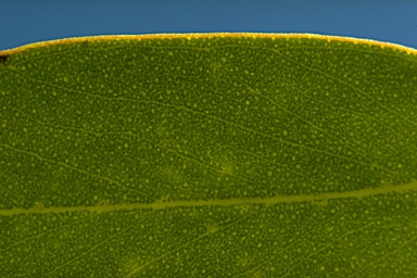 APII jpeg image of Eucalyptus cyanophylla  © contact APII