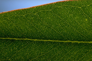 APII jpeg image of Eucalyptus dwyeri  © contact APII