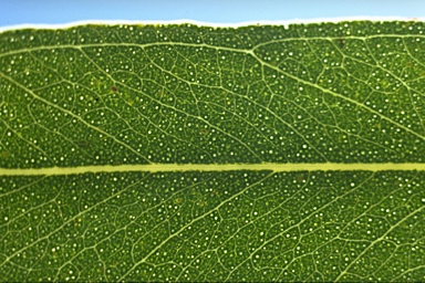 APII jpeg image of Eucalyptus glaucina  © contact APII