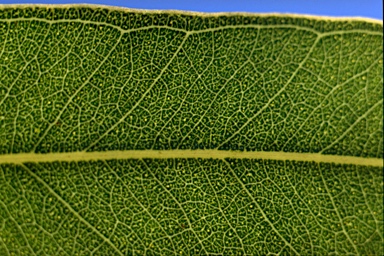 APII jpeg image of Eucalyptus michaeliana  © contact APII