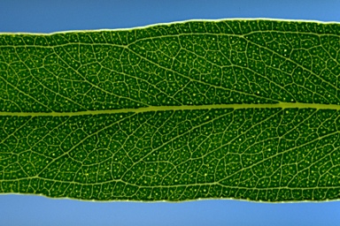 APII jpeg image of Eucalyptus nicholii  © contact APII