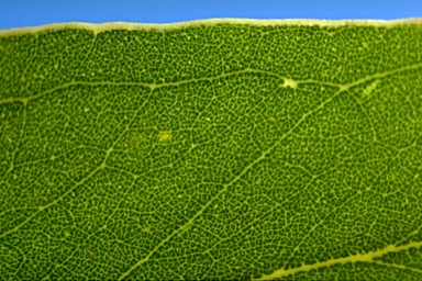 APII jpeg image of Eucalyptus fibrosa subsp. nubilis  © contact APII