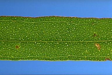 APII jpeg image of Eucalyptus woollsiana  © contact APII