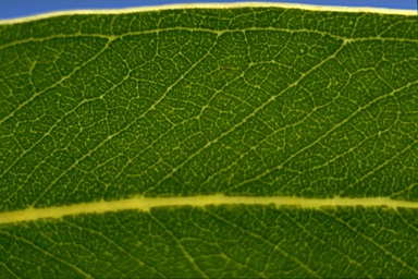 APII jpeg image of Eucalyptus planchoniana  © contact APII