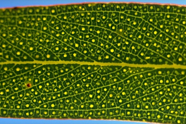 APII jpeg image of Eucalyptus sturgissiana  © contact APII